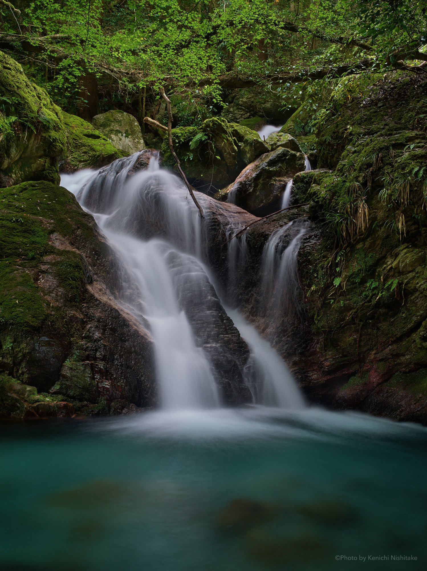 Pentax 645D sample photo. Japanese bush warbler waterfall photography