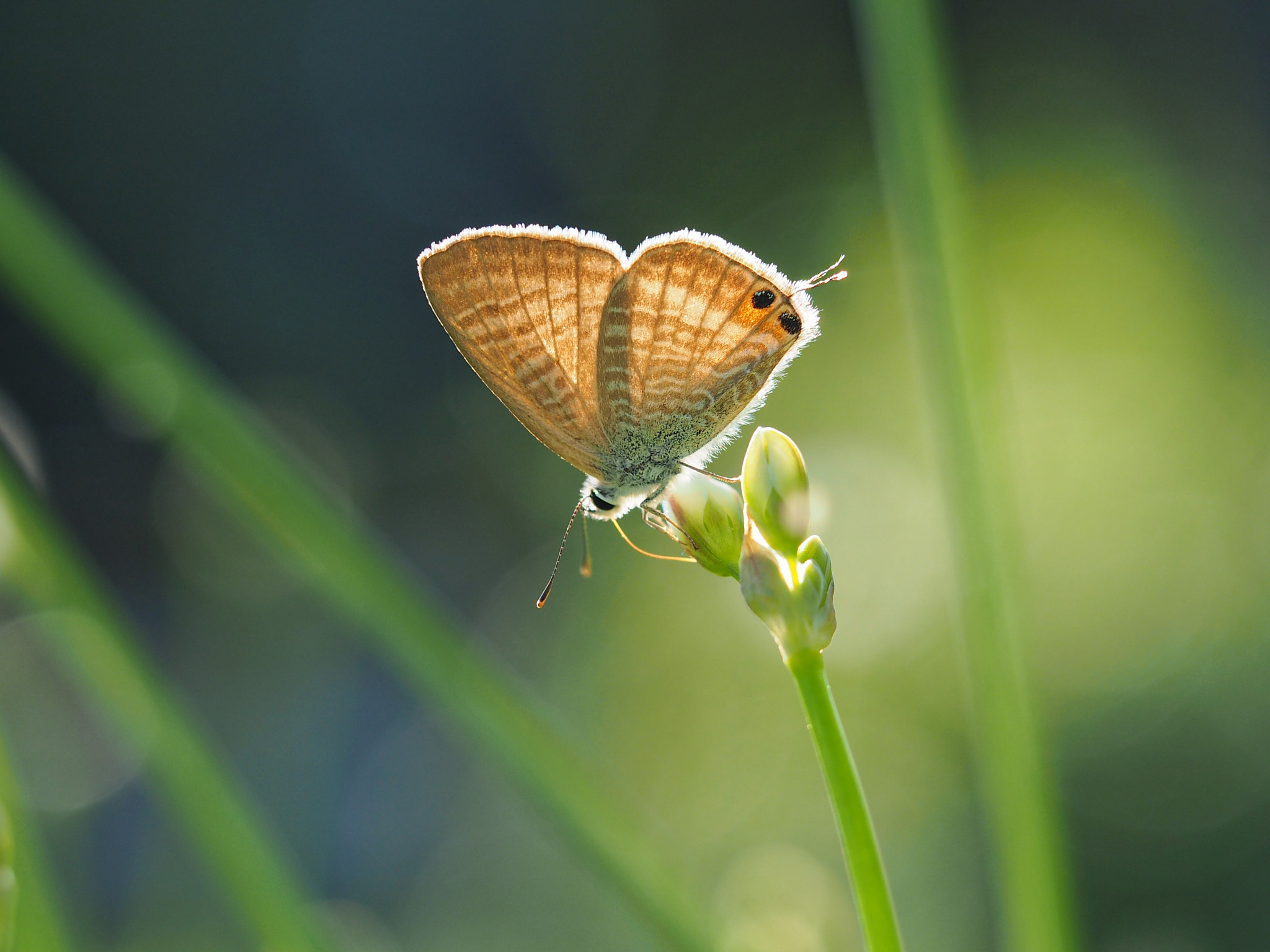 Olympus PEN E-PL7 sample photo. Long tailed blue in light photography