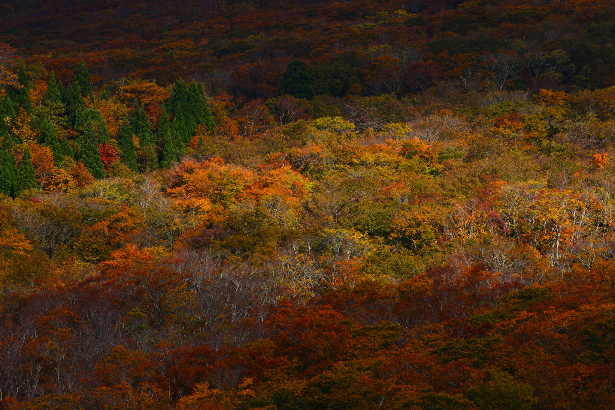 Nikon AF-S Nikkor 200-500mm F5.6E ED VR sample photo. Line photography