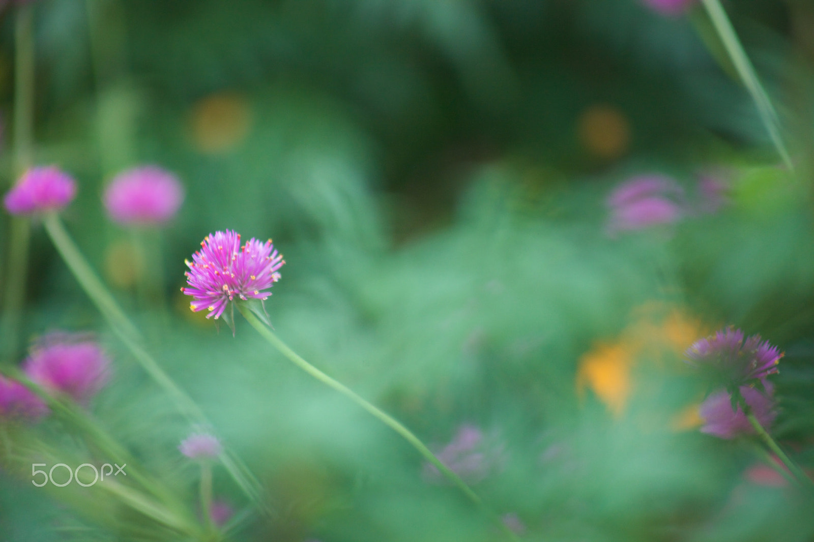 EF75-300mm f/4-5.6 sample photo. Sway photography