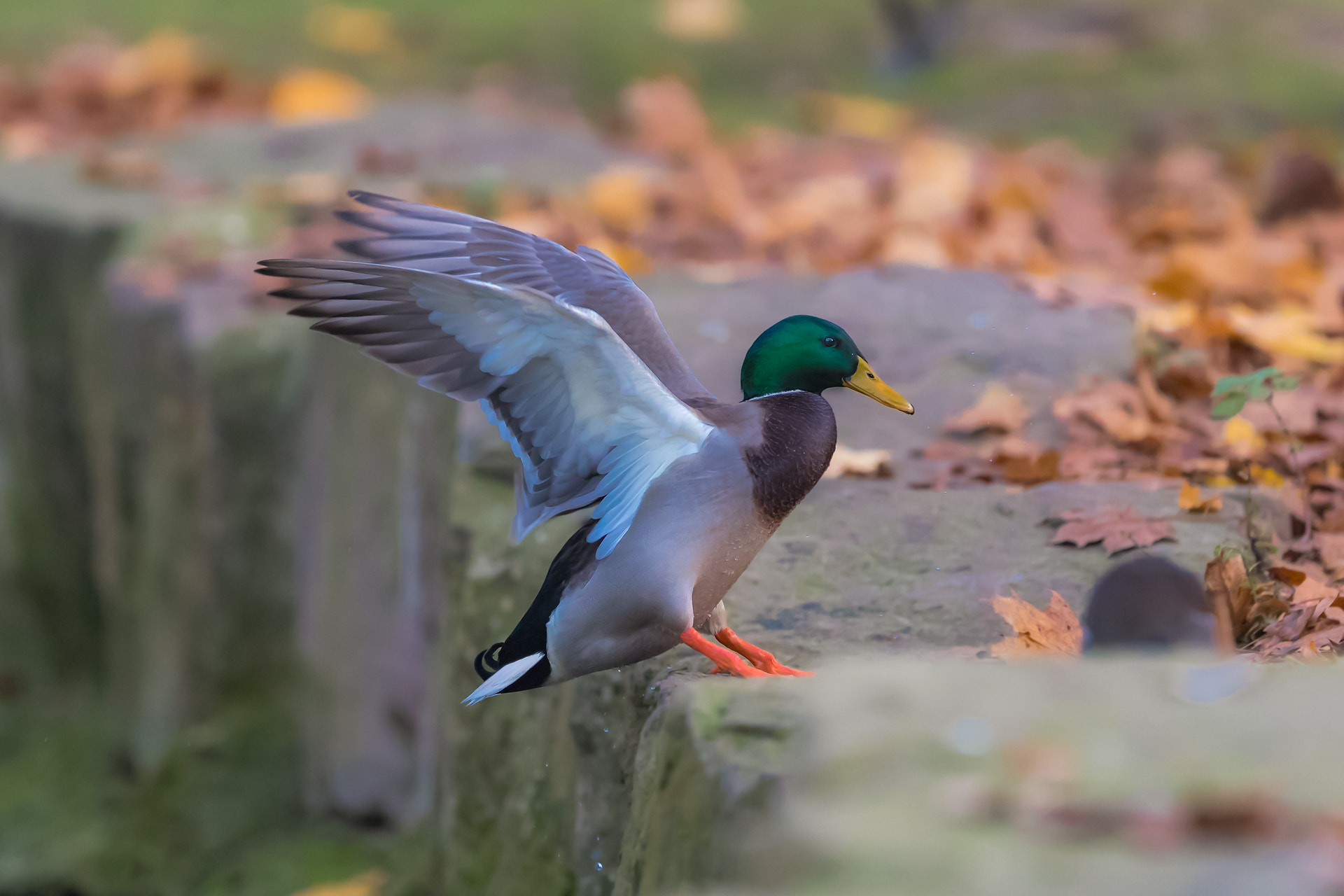 Canon EF 400mm F2.8L IS II USM sample photo. Mac duck.. photography
