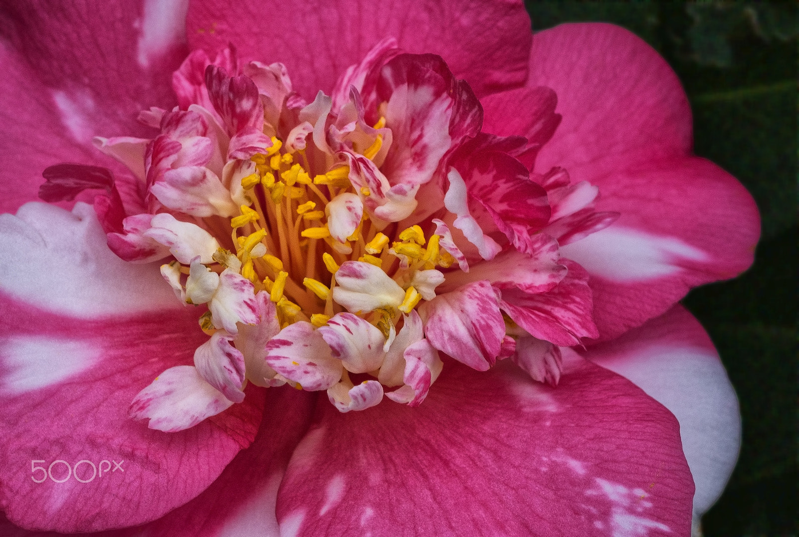 Nikon D800E + AF Micro-Nikkor 55mm f/2.8 sample photo. Ebruli kamelya (camellia marbled)... photography
