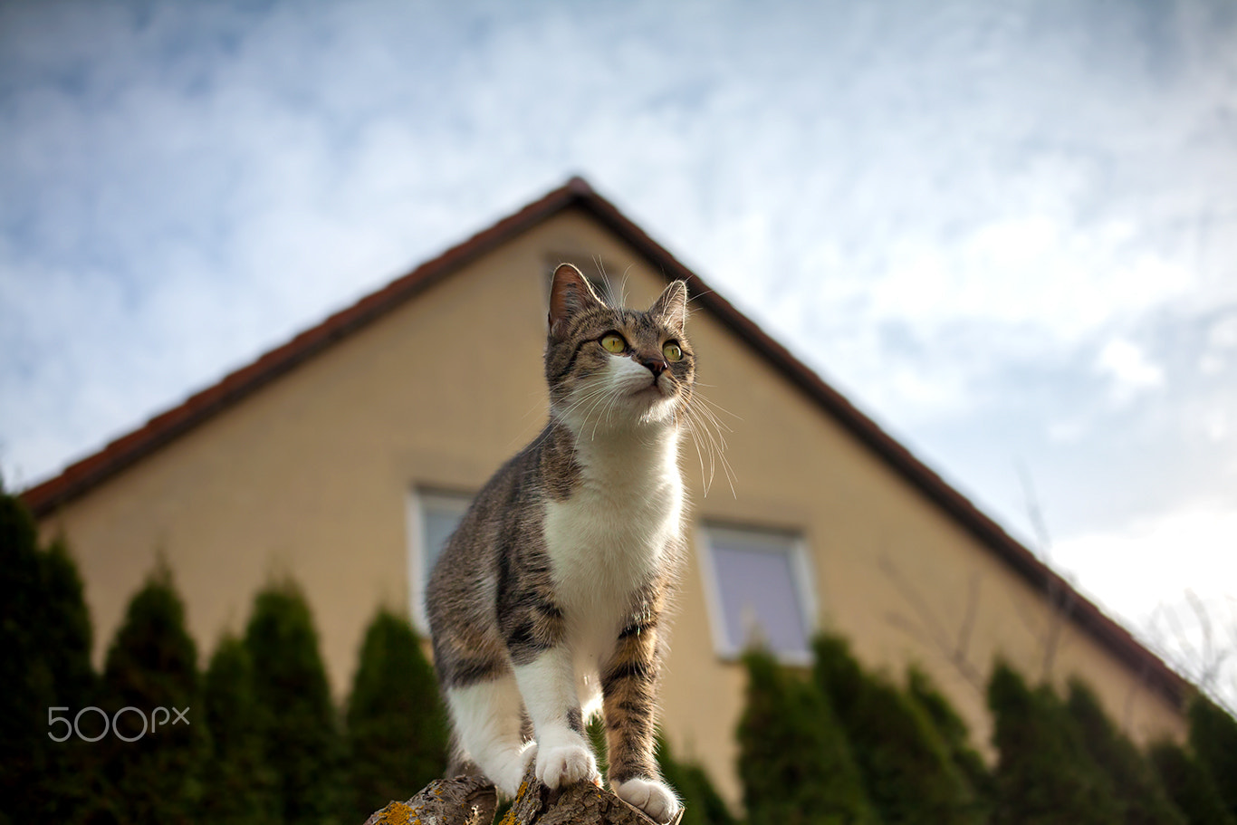 Canon EOS 5D + Canon EF 40mm F2.8 STM sample photo. Cat portrait mila photography