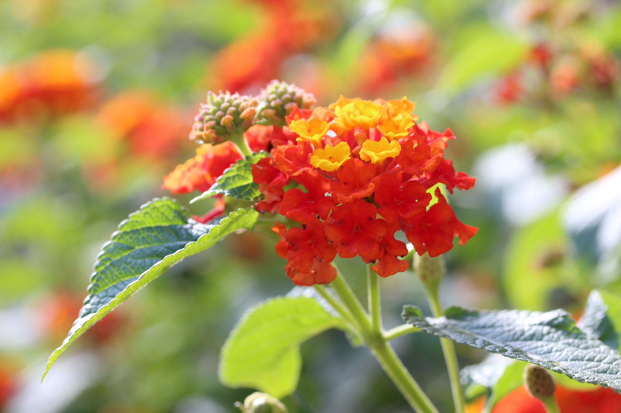 Canon EOS 100D (EOS Rebel SL1 / EOS Kiss X7) sample photo. Lantana photography