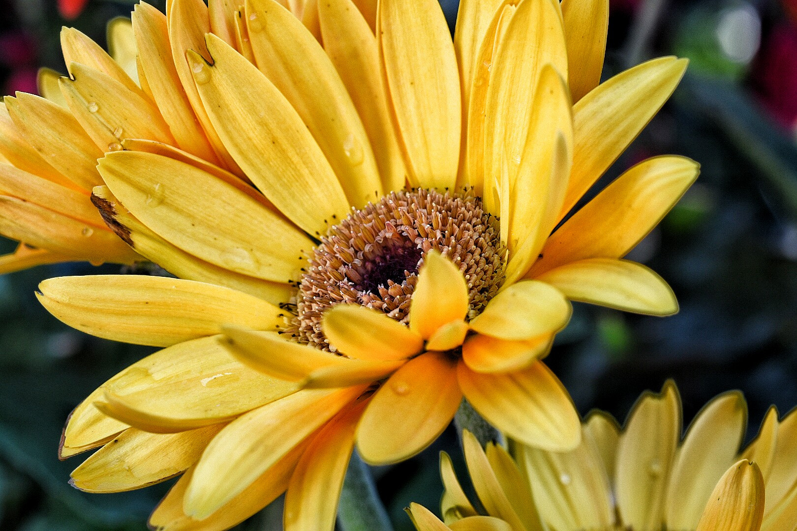 Nikon AF Micro-Nikkor 60mm F2.8D sample photo