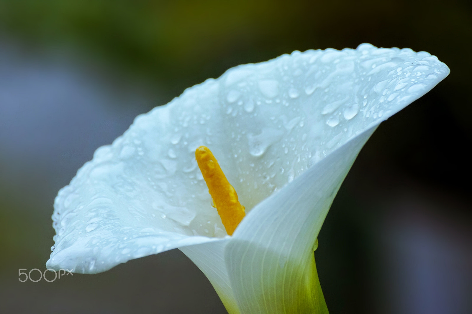 Canon EOS 40D + Tamron SP 35mm F1.8 Di VC USD sample photo. Arum lily photography