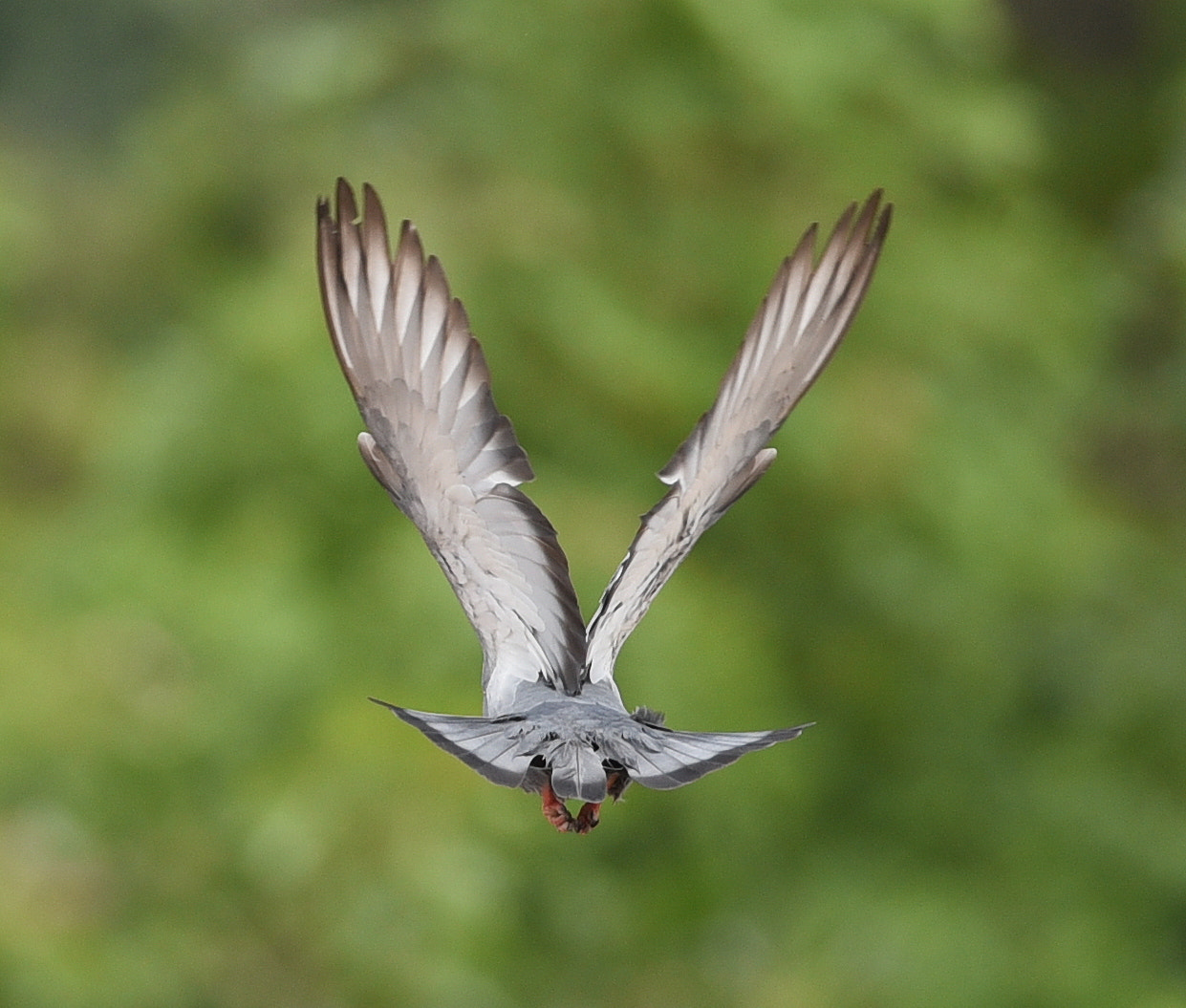 Nikon D750 + Nikon AF-S Nikkor 300mm F4D ED-IF sample photo. Rock dove photography