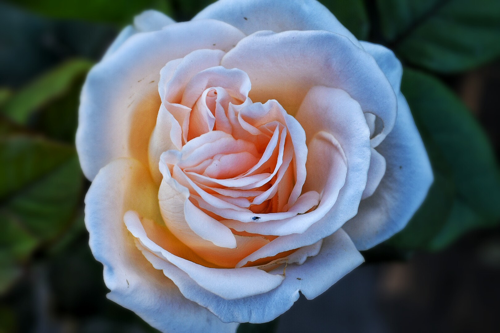Nikon AF Micro-Nikkor 60mm F2.8D sample photo
