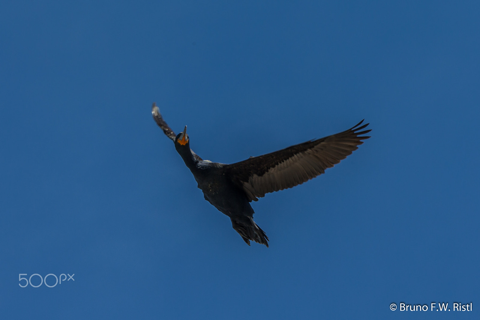 Canon EF 28-300mm F3.5-5.6L IS USM sample photo. Free like a bird photography