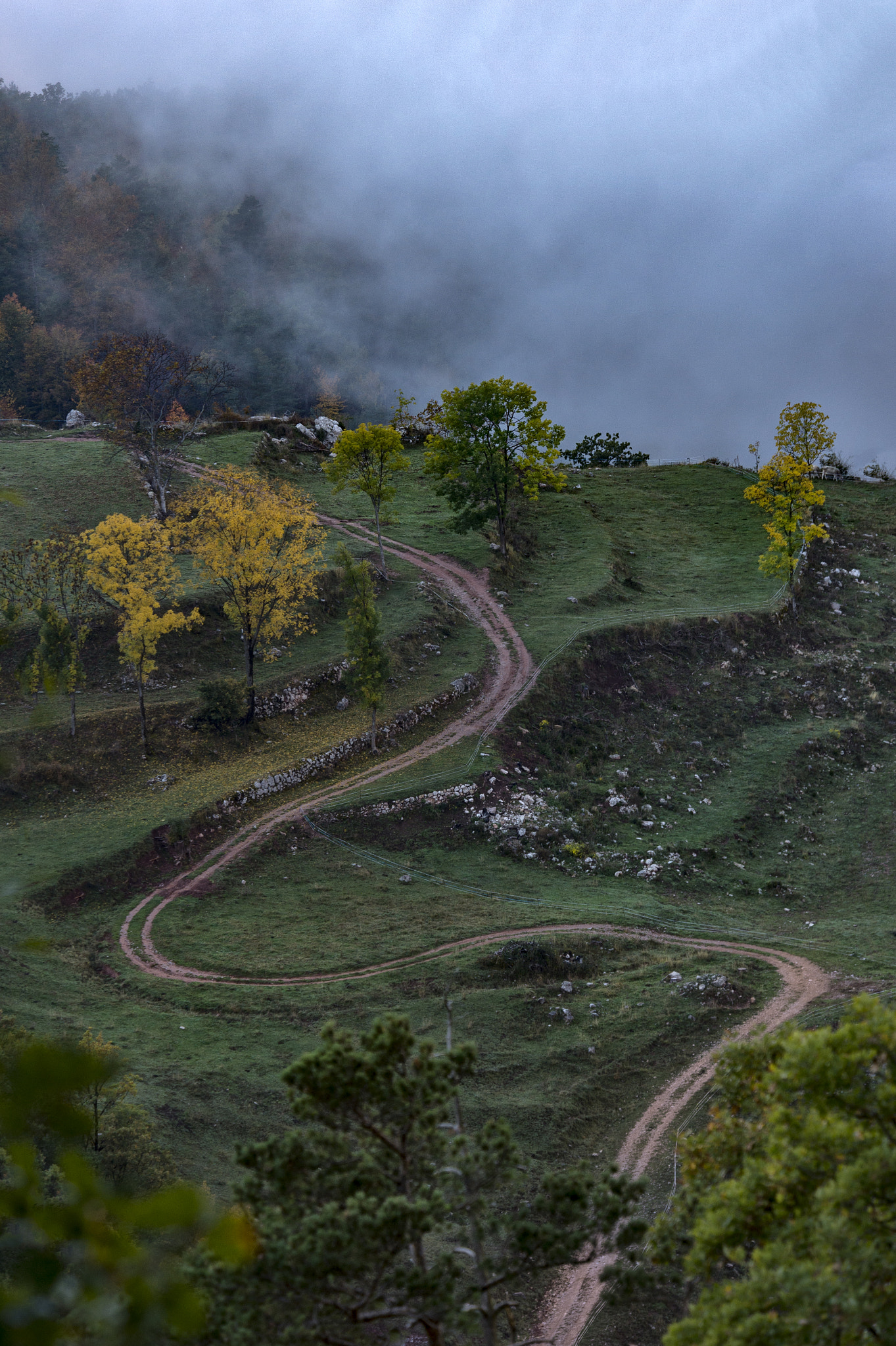 Nikon D4 sample photo. Forest track... photography