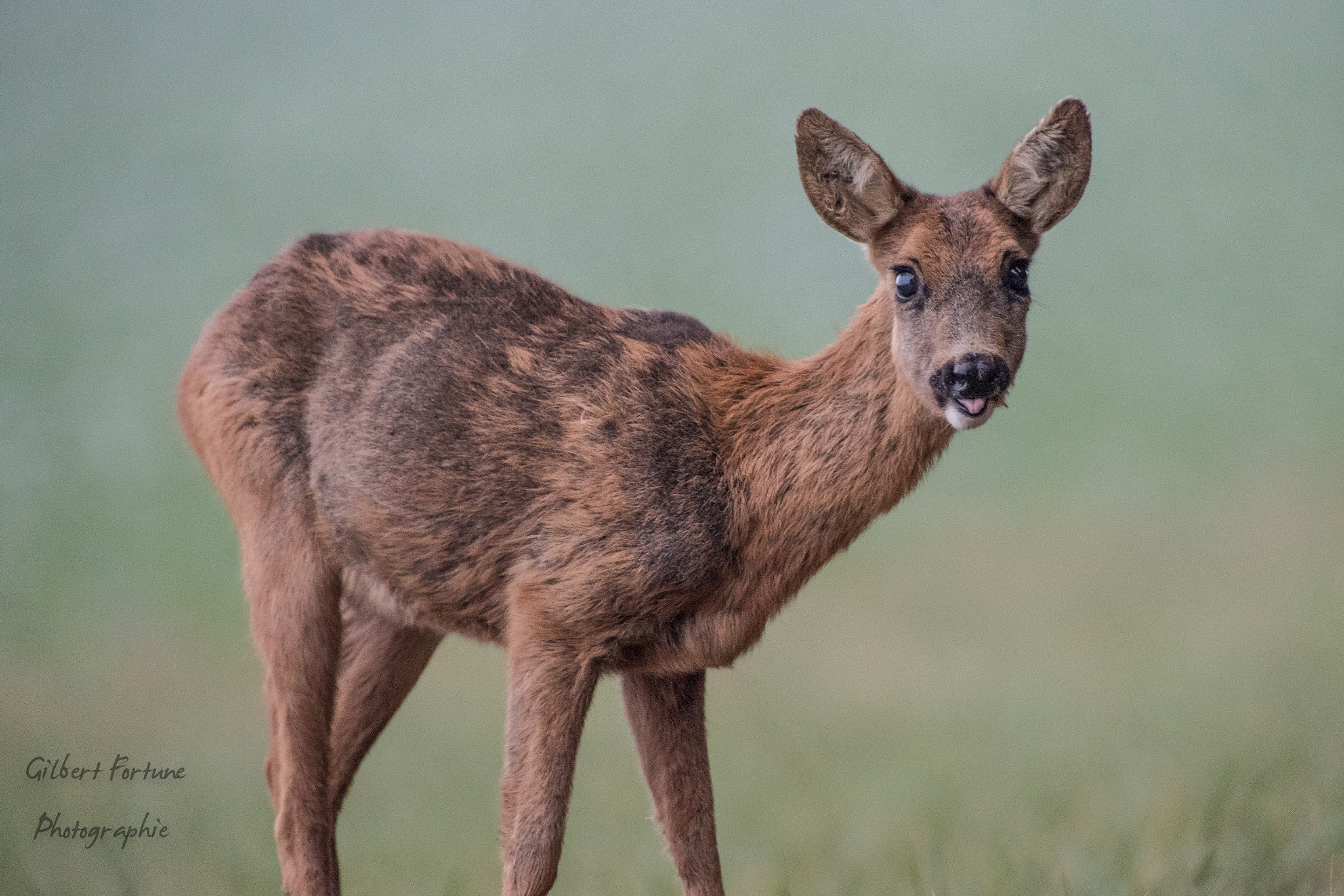 Nikon AF-S Nikkor 300mm F2.8G ED VR II sample photo. Surprise au lever du jour photography