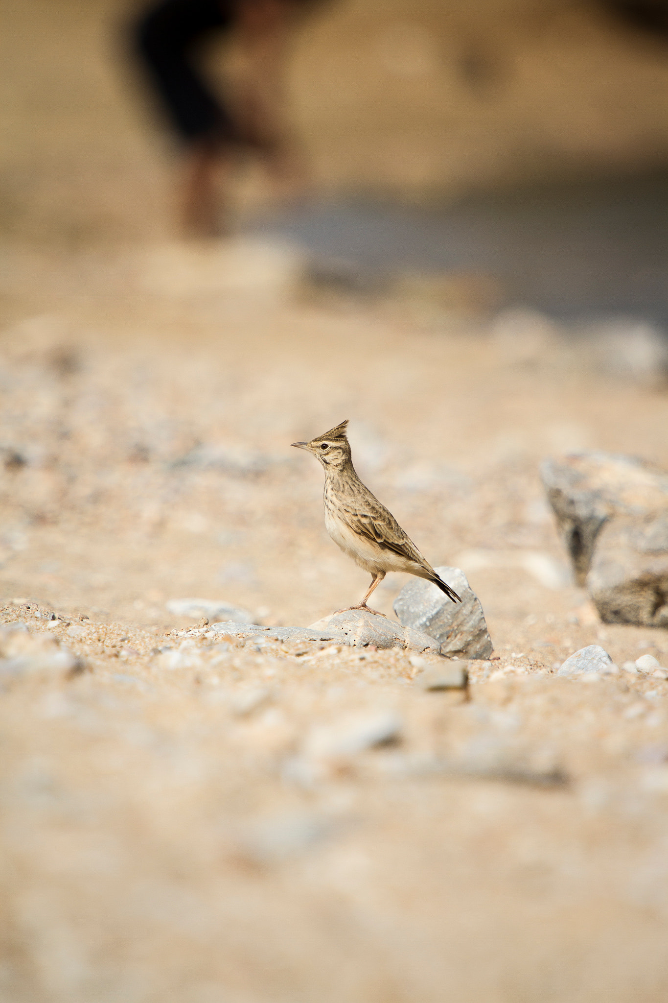 Canon EF 70-200mm F4L IS USM sample photo. Beach visitor photography