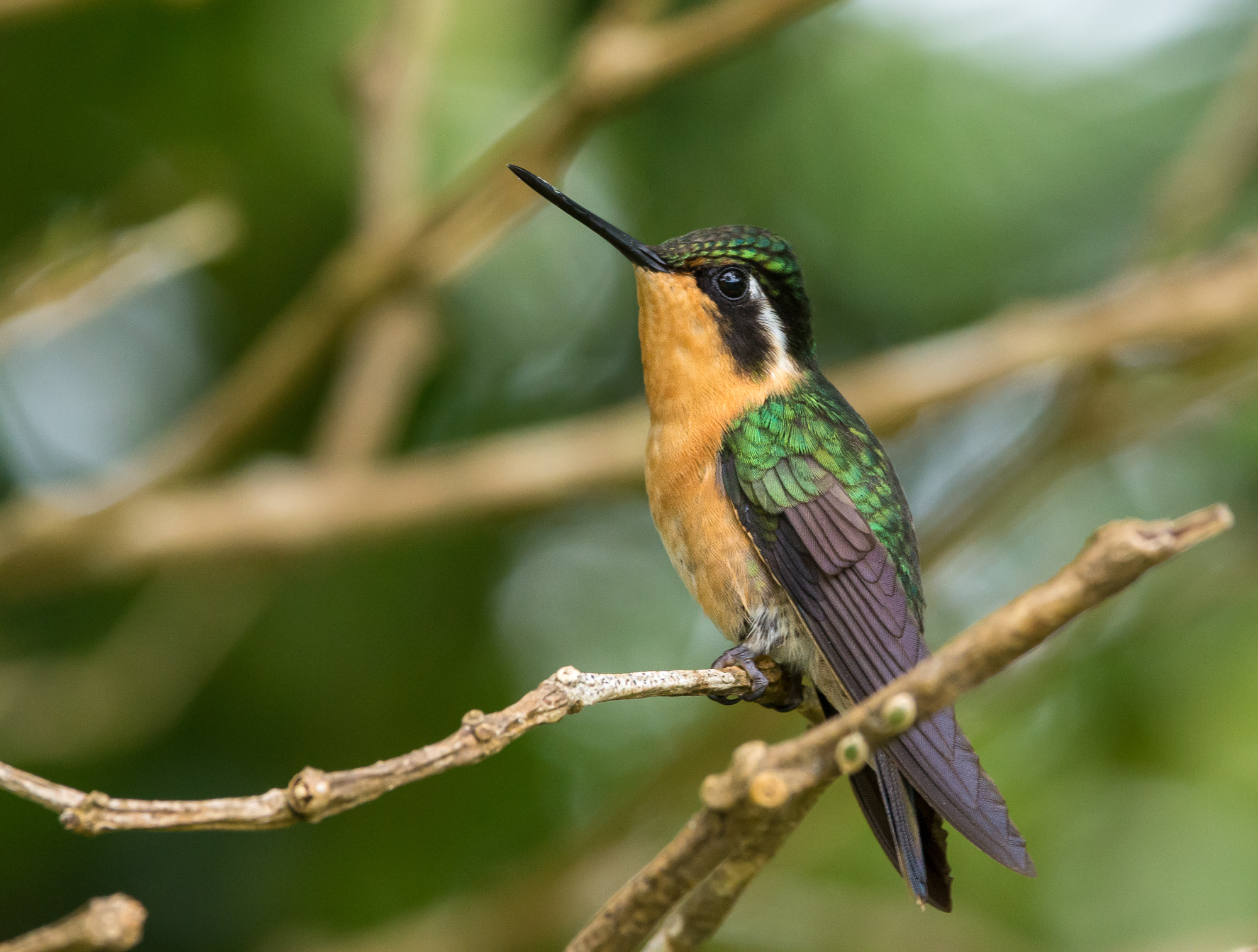 Pentax K-50 + Pentax smc DA* 300mm F4.0 ED (IF) SDM sample photo. A grey tailed mountain gem in costa rica photography