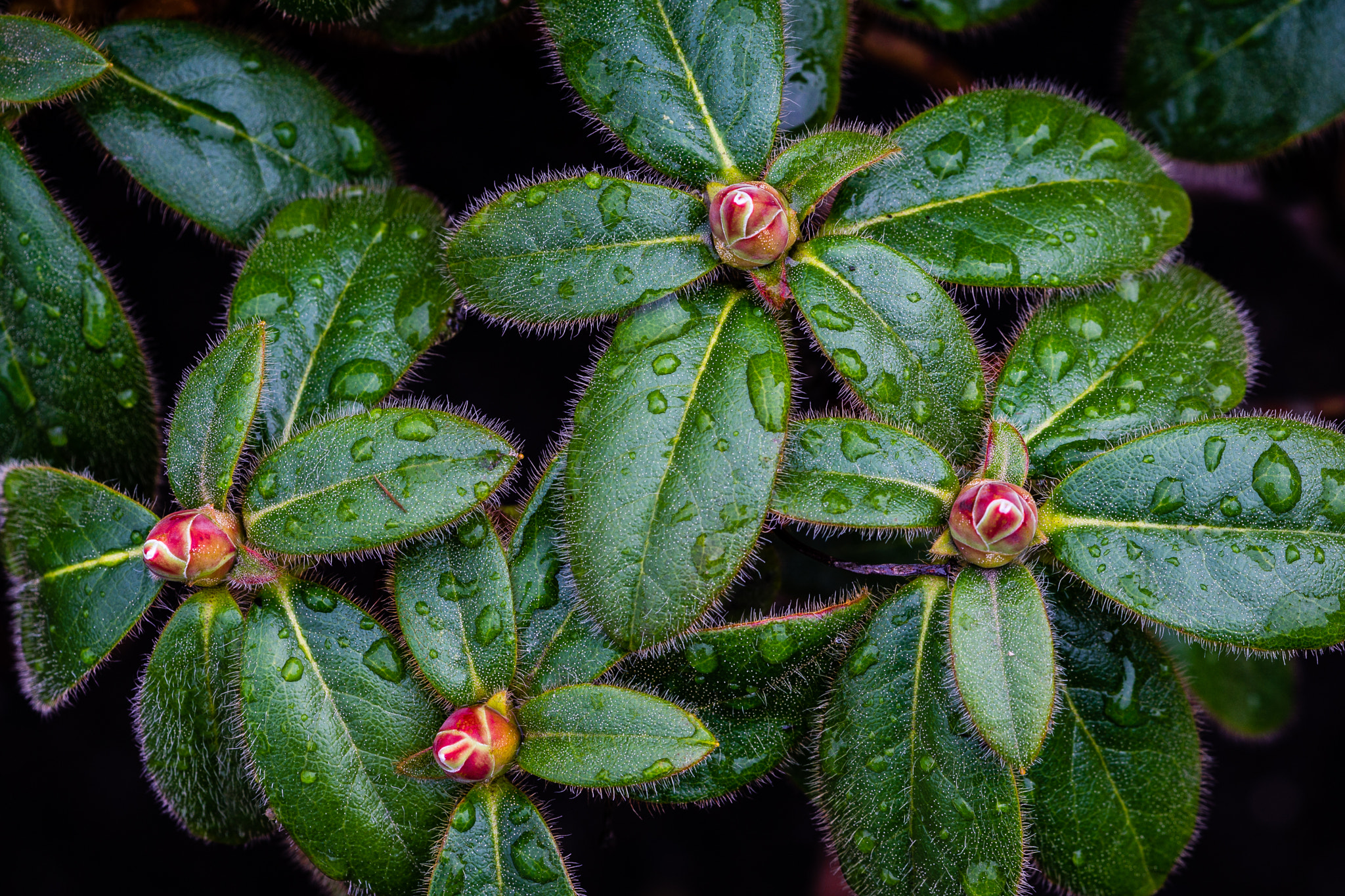 Sony a6000 + Sony FE 90mm F2.8 Macro G OSS sample photo. Raindrops on fall azalea leaves photography