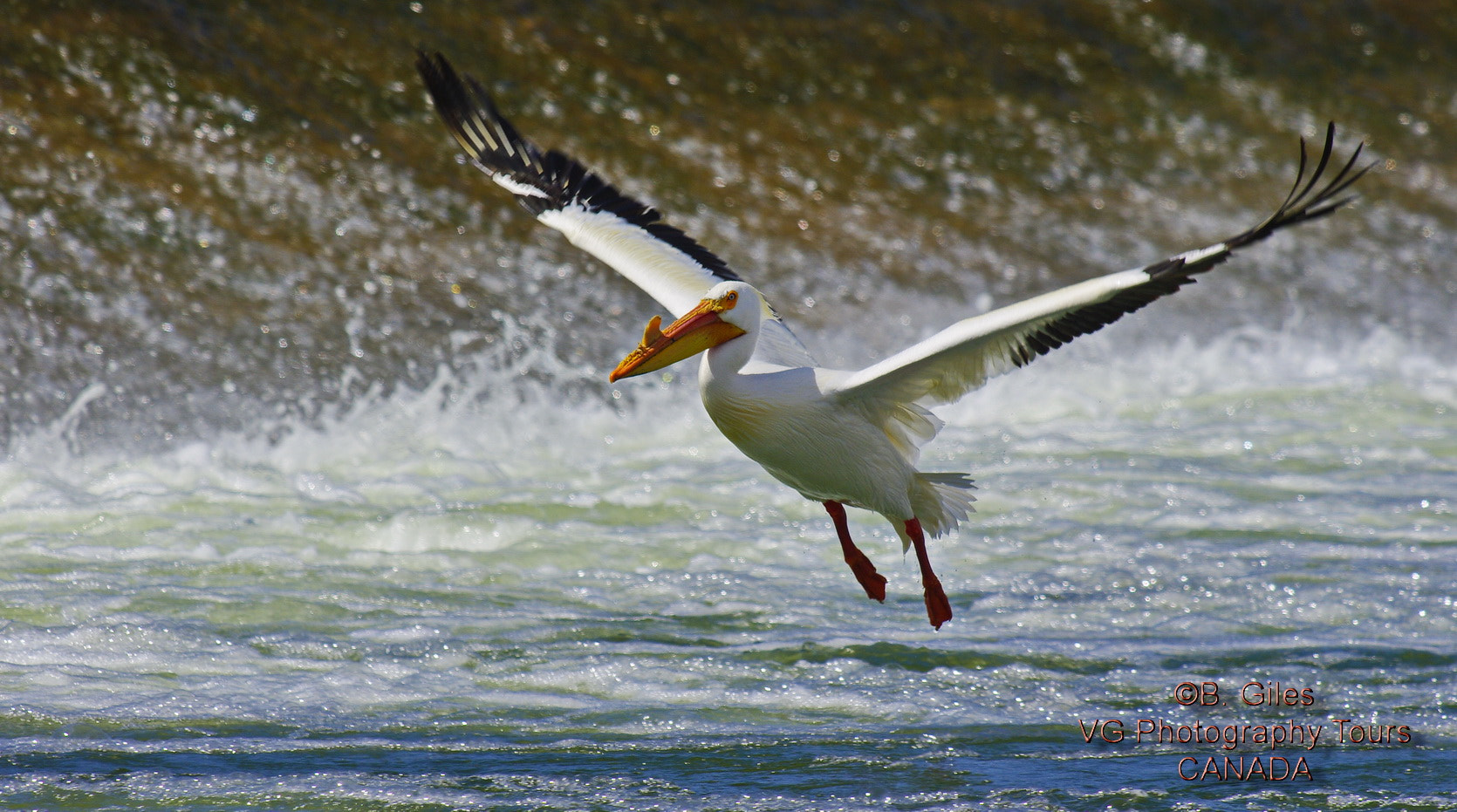 Pentax K20D sample photo. Coming in for a landing photography