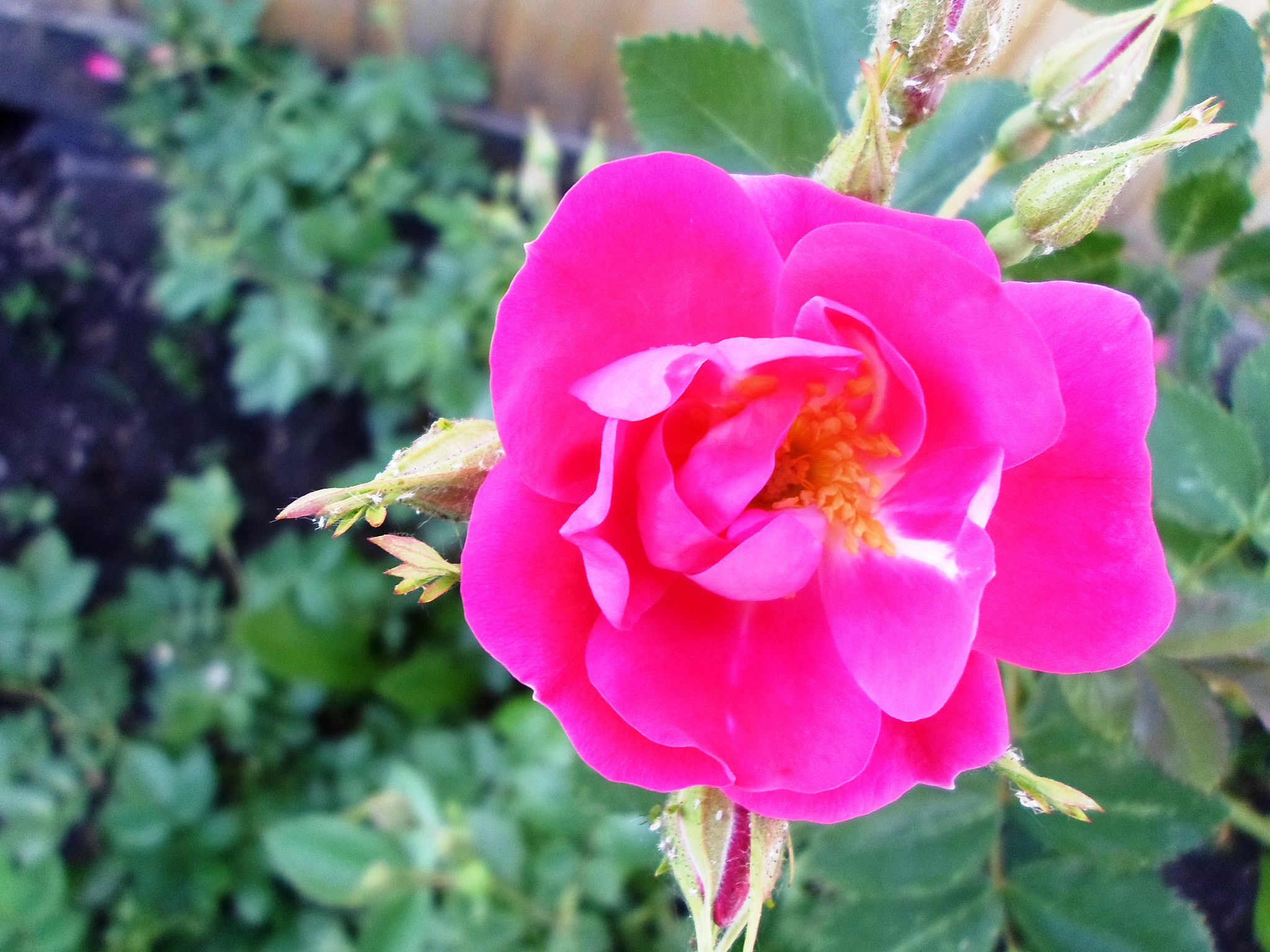 Samsung ES95 sample photo. Sam photography