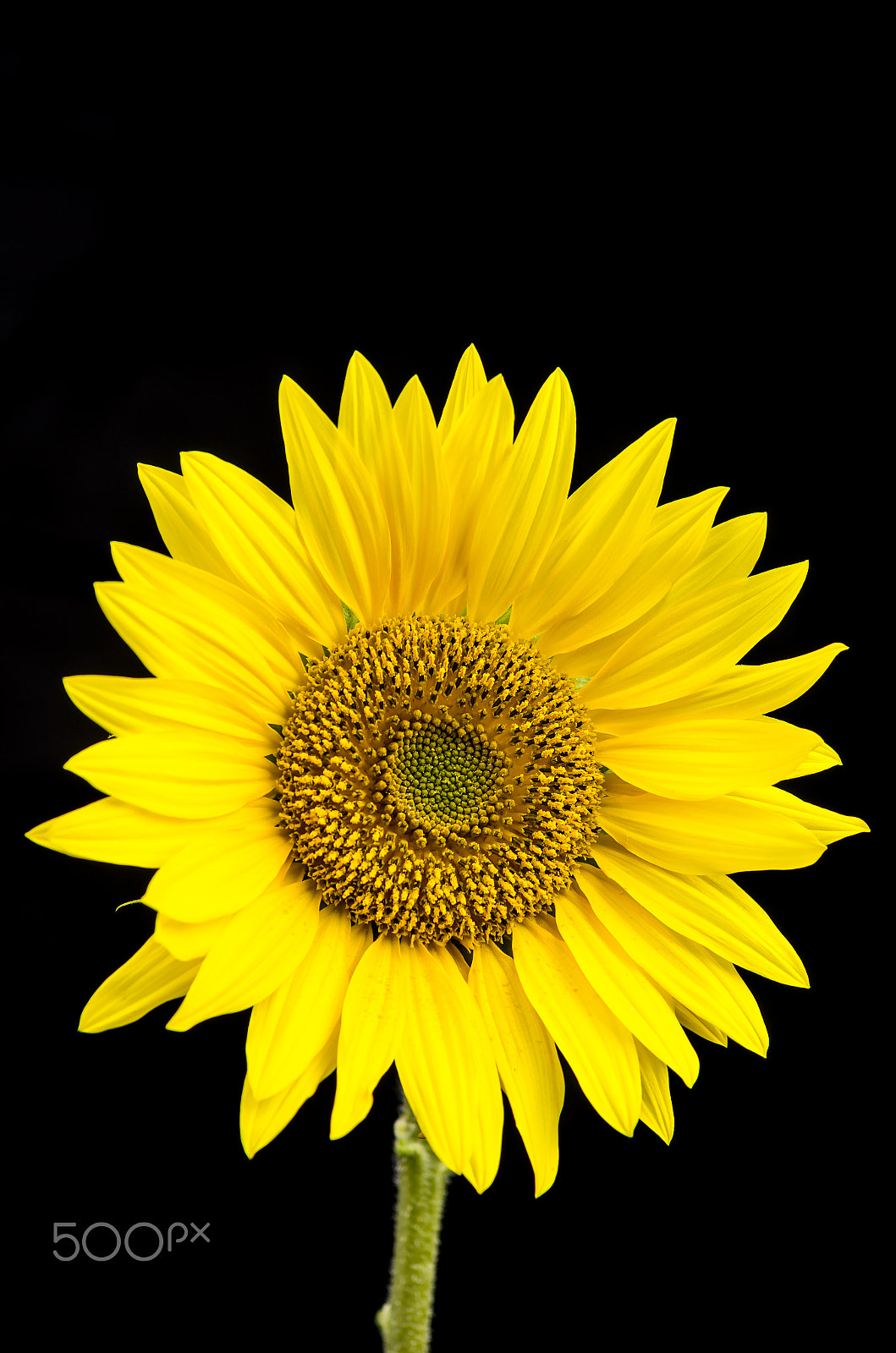 Pentax K-5 + Pentax smc D-FA 100mm F2.8 macro sample photo. Sunflower photography