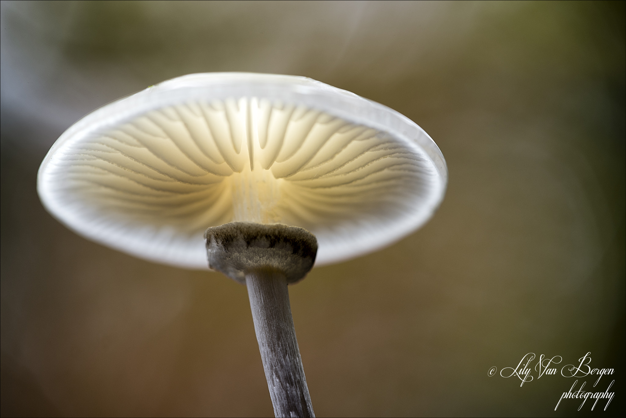 Sigma 150mm F2.8 EX DG Macro HSM sample photo. Glowing! photography