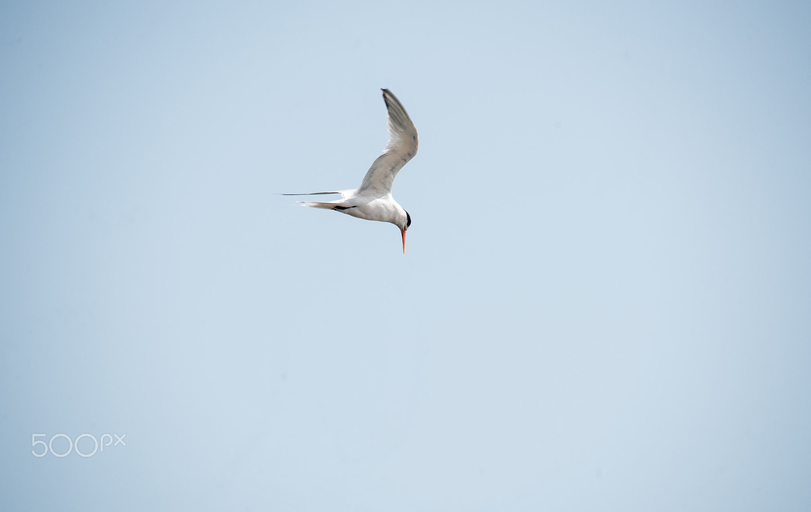 Sigma 150-500mm F5-6.3 DG OS HSM sample photo. Flying photography