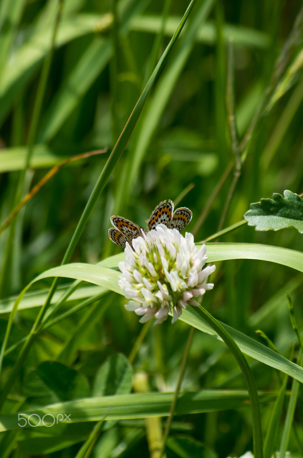 smc Pentax-DA L 50-200mm F4-5.6 ED WR sample photo. Buddy photography