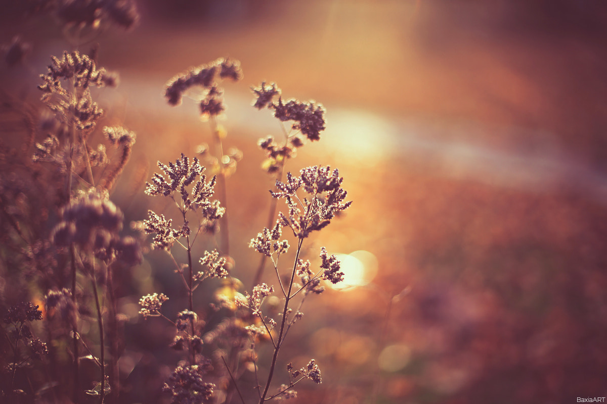 Canon EF 50mm F1.4 USM sample photo. ... photography