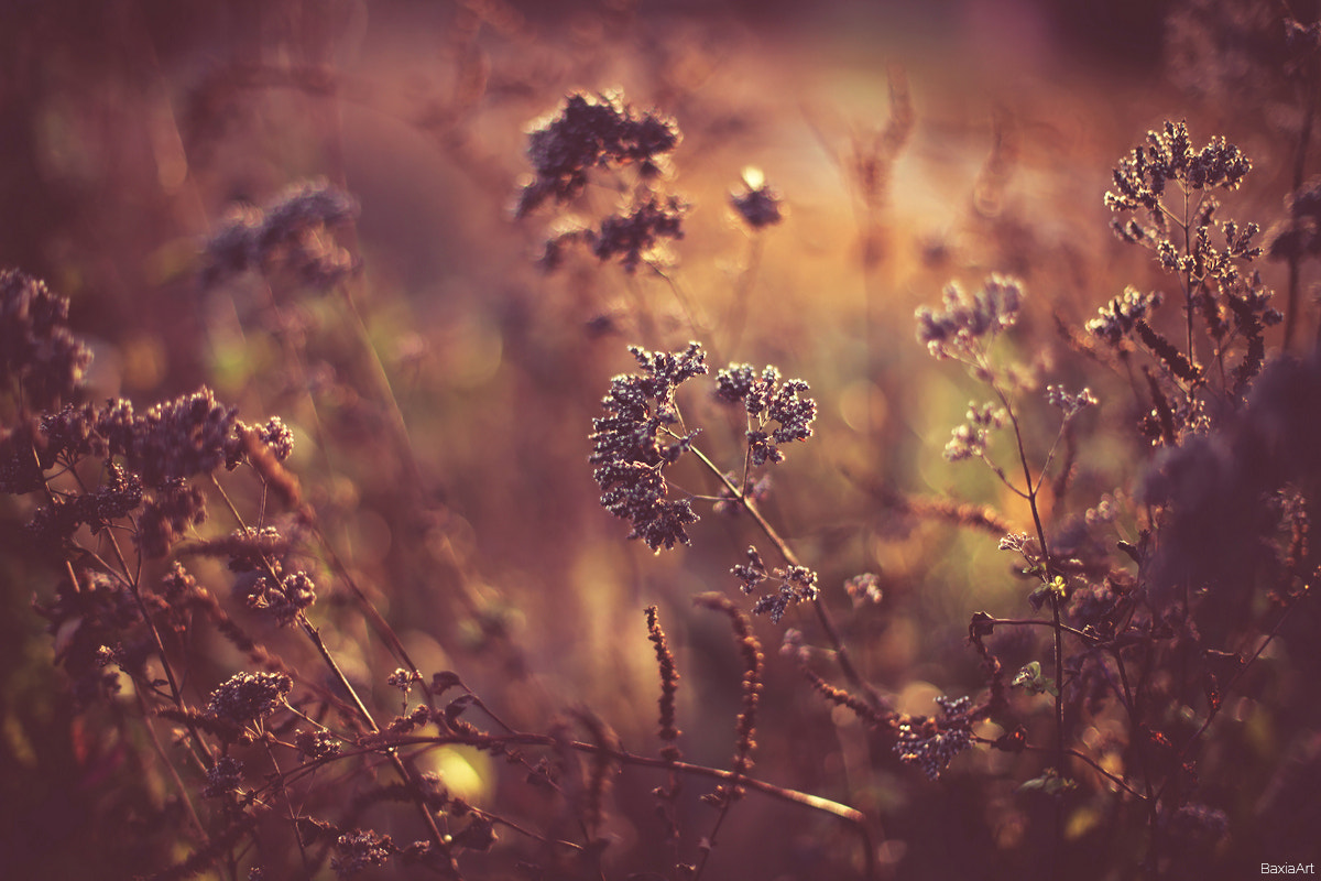 Canon EF 50mm F1.4 USM sample photo. ... photography