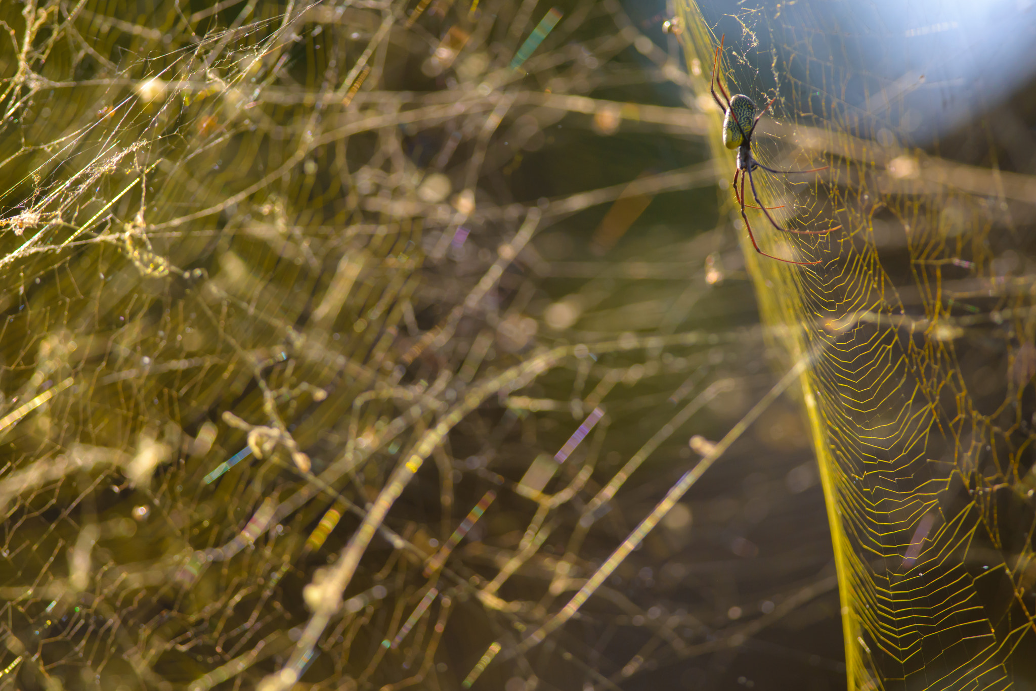 Nikon D800 + Nikon AF-S Nikkor 300mm F4D ED-IF sample photo. Golden web photography
