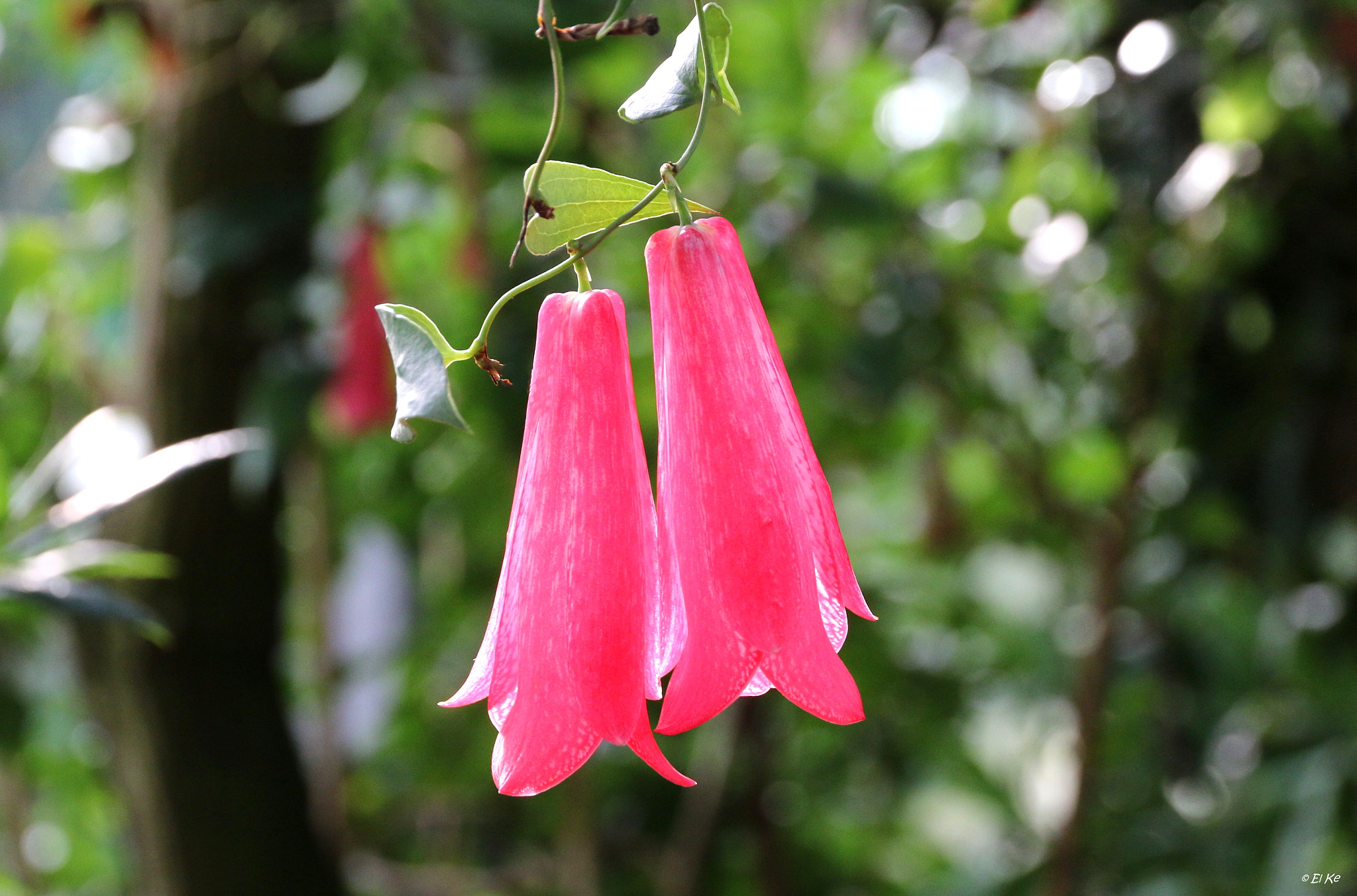 Canon EF-S 15-85mm F3.5-5.6 IS USM sample photo. Bellflowers photography