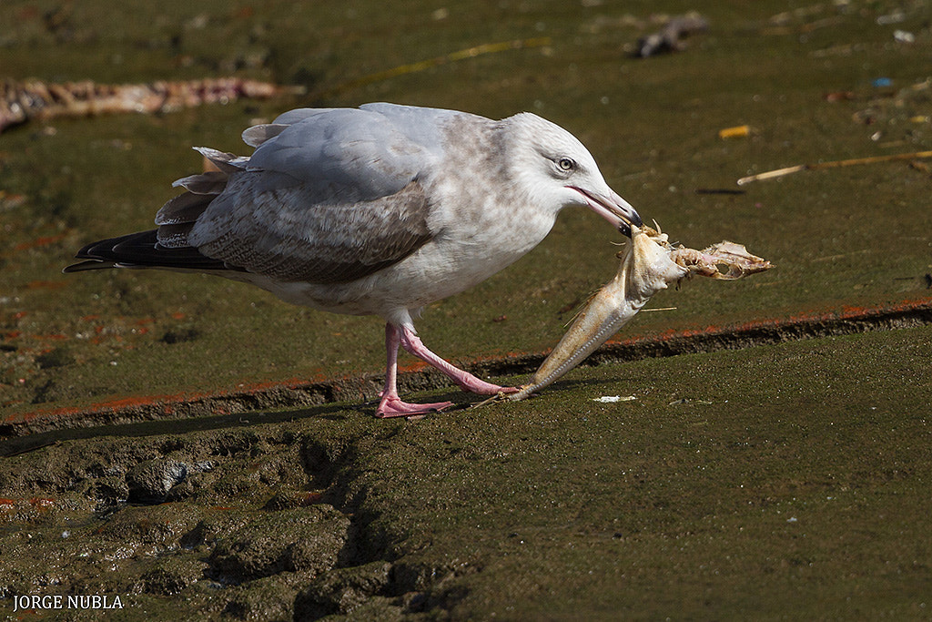 Canon EF 500mm F4L IS II USM sample photo. Gaviota argéntea americana (larus smithsonianus). photography