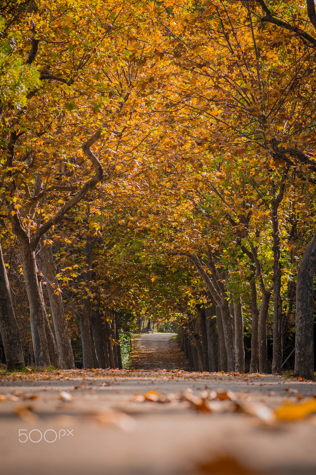 Nikon AF-S Micro-Nikkor 105mm F2.8G IF-ED VR sample photo. Otoño photography