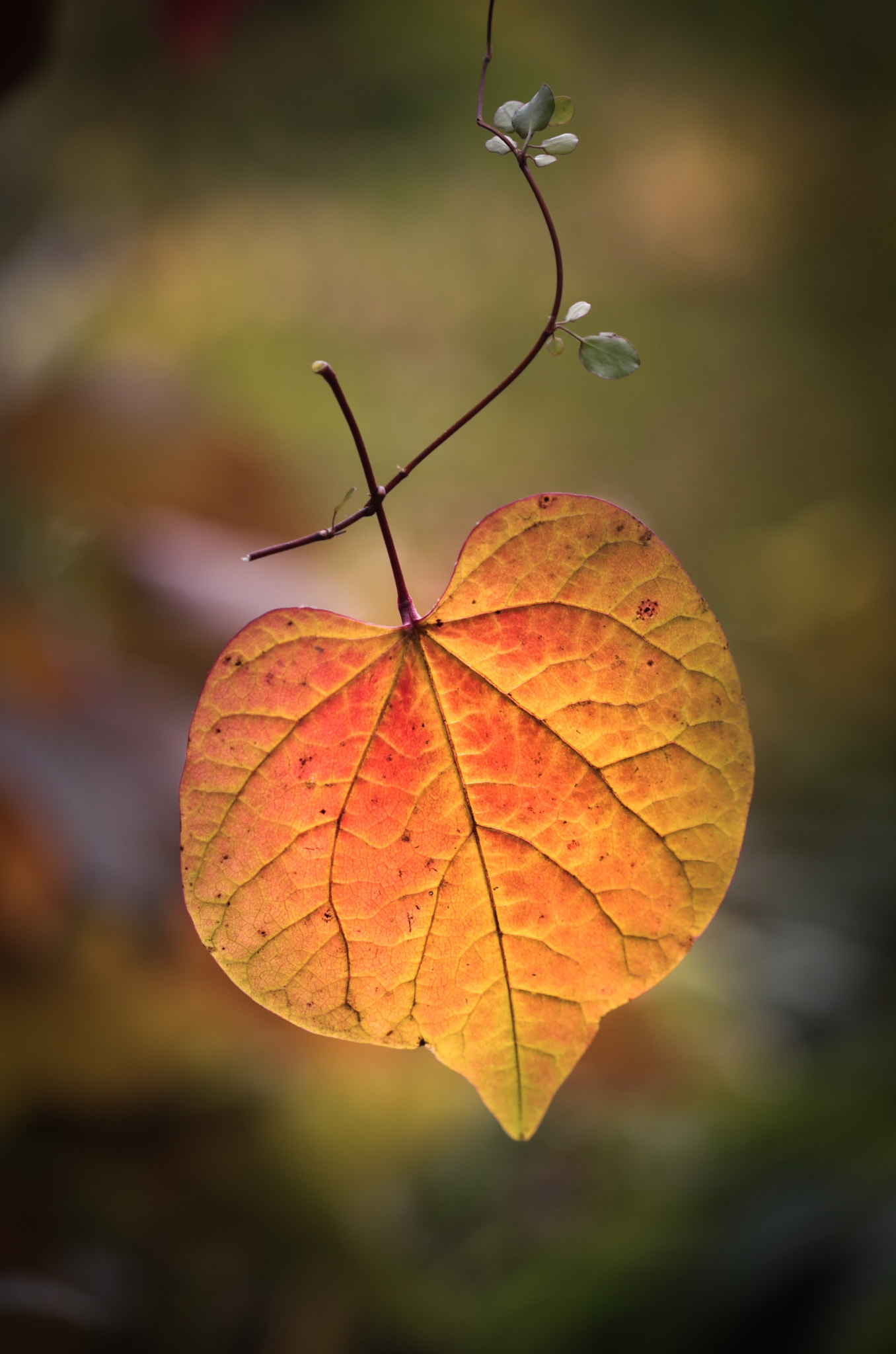 Canon EOS 6D + Canon EF 100mm F2.8 Macro USM sample photo. Autumn fall 3 photography