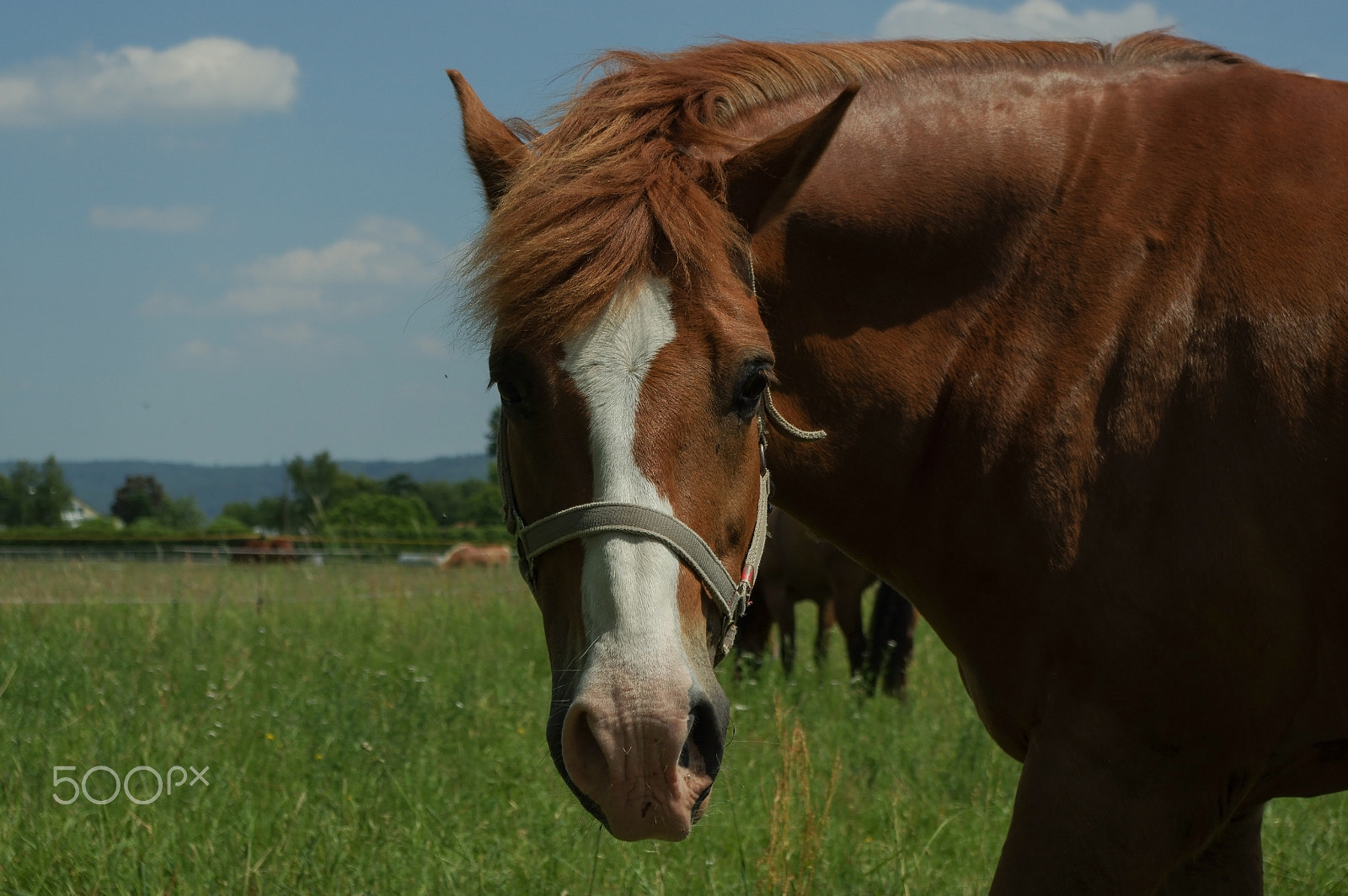 Pentax K-3 + smc PENTAX-DA L 18-55mm F3.5-5.6 AL WR sample photo. Brown horse on the pasture, close up part of body photography