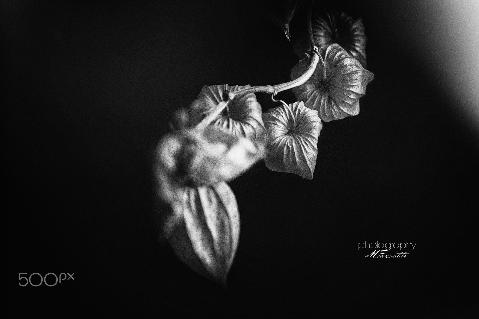 Tamron SP 70-300mm F4-5.6 Di USD sample photo. Luce... photography