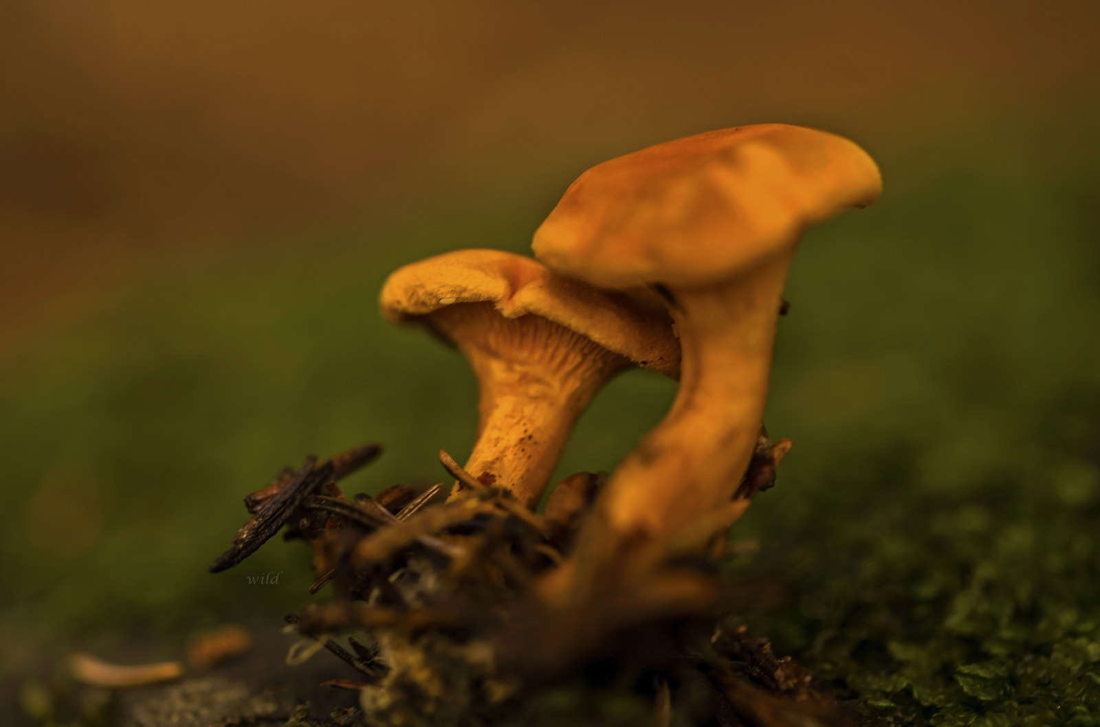 Sigma 105mm F2.8 EX DG Macro sample photo. Light yellow photography