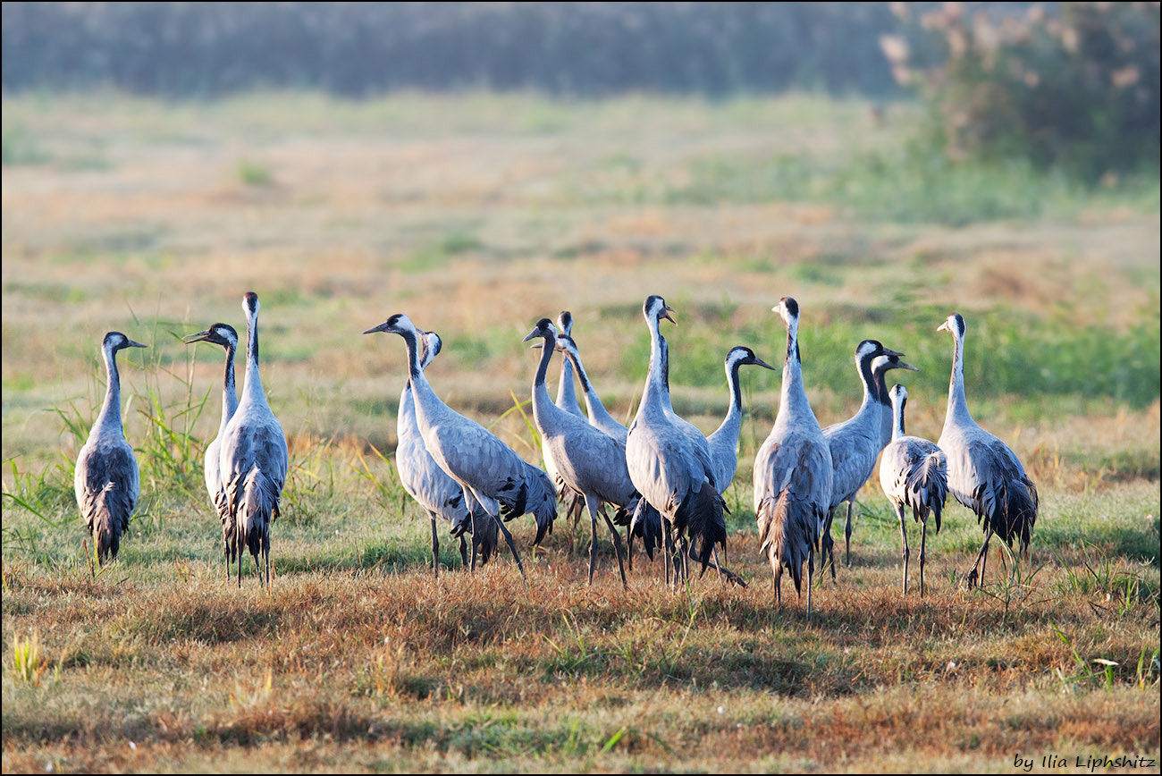 Canon EOS-1D Mark III + Canon EF 300mm F2.8L IS USM sample photo. Morning cranes №17 photography