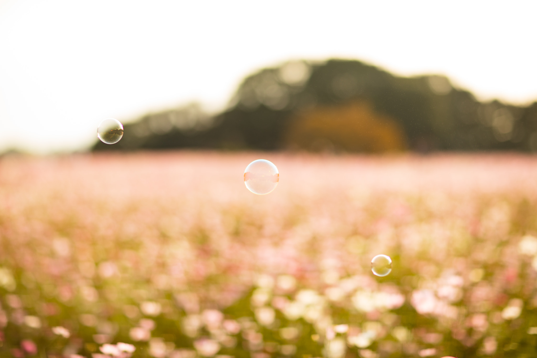Canon EF 85mm F1.2L II USM sample photo