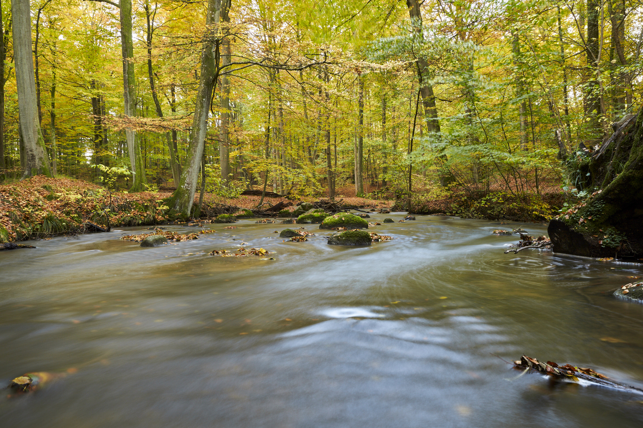 Sigma 24-105mm F4 DG OS HSM Art sample photo. Forest stream photography