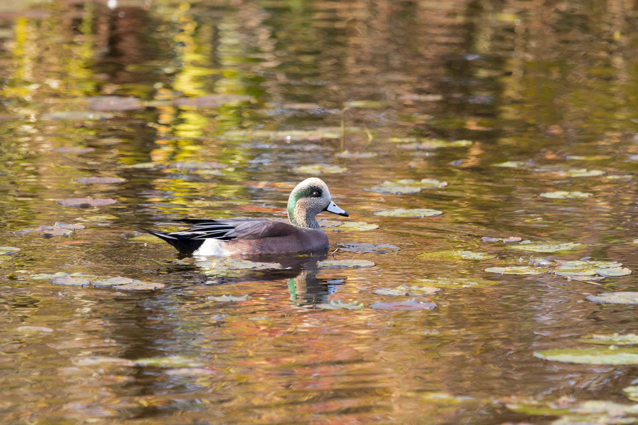 Canon EF 100-400mm F4.5-5.6L IS USM sample photo. American wigeon photography