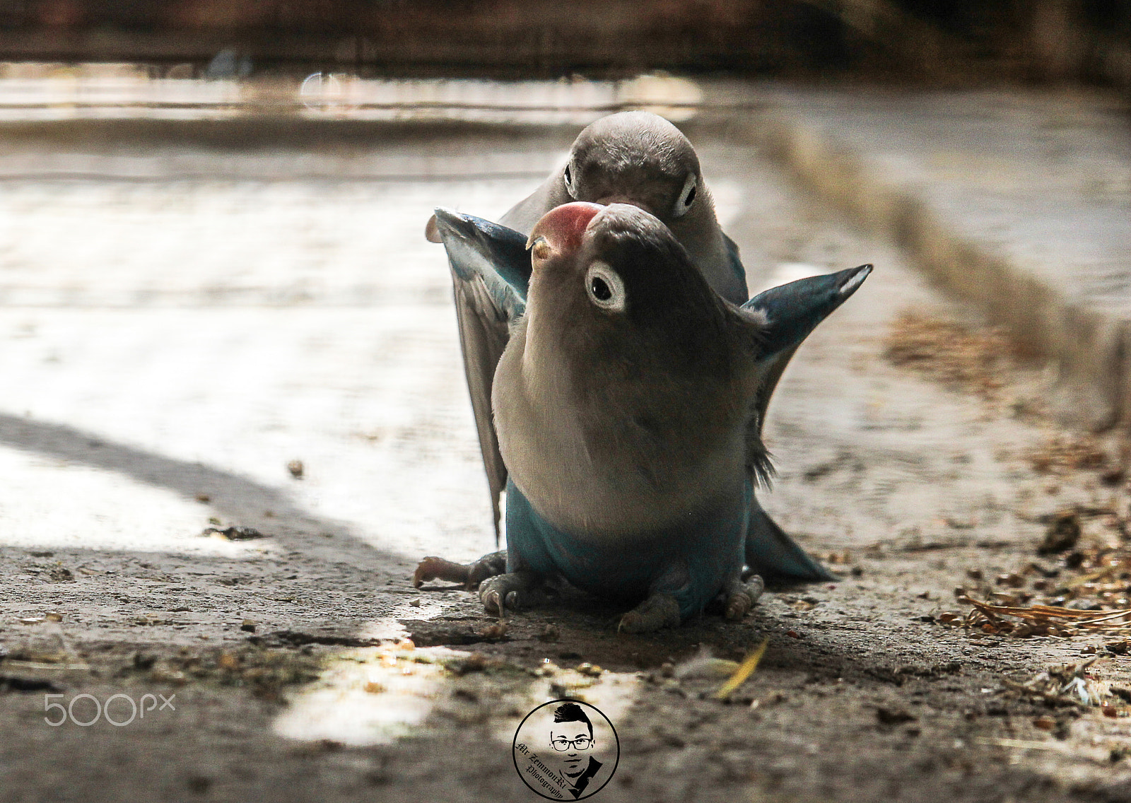 Canon EF-S 55-250mm F4-5.6 IS STM sample photo. Fischer's lovebird photography