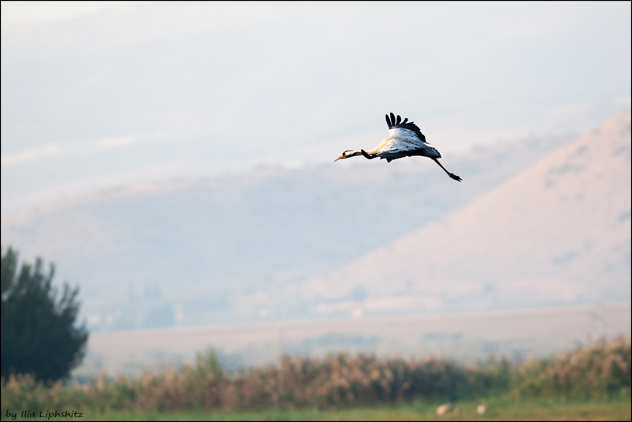 Canon EOS-1D Mark III sample photo. Morning cranes №18 photography