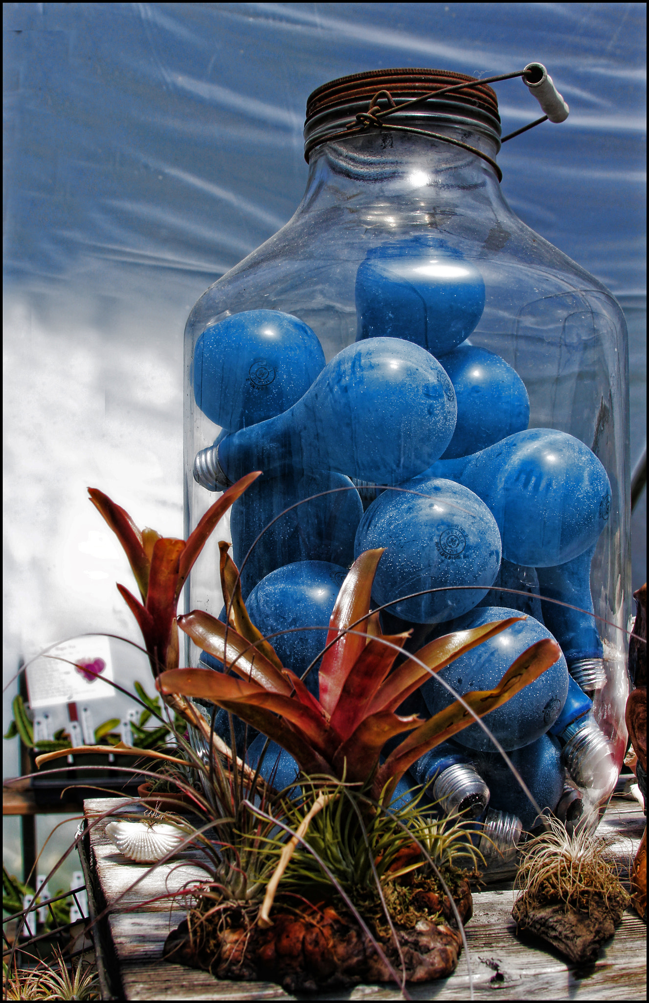 Canon EF 28-135mm F3.5-5.6 IS USM sample photo. Blue bulbs... photography