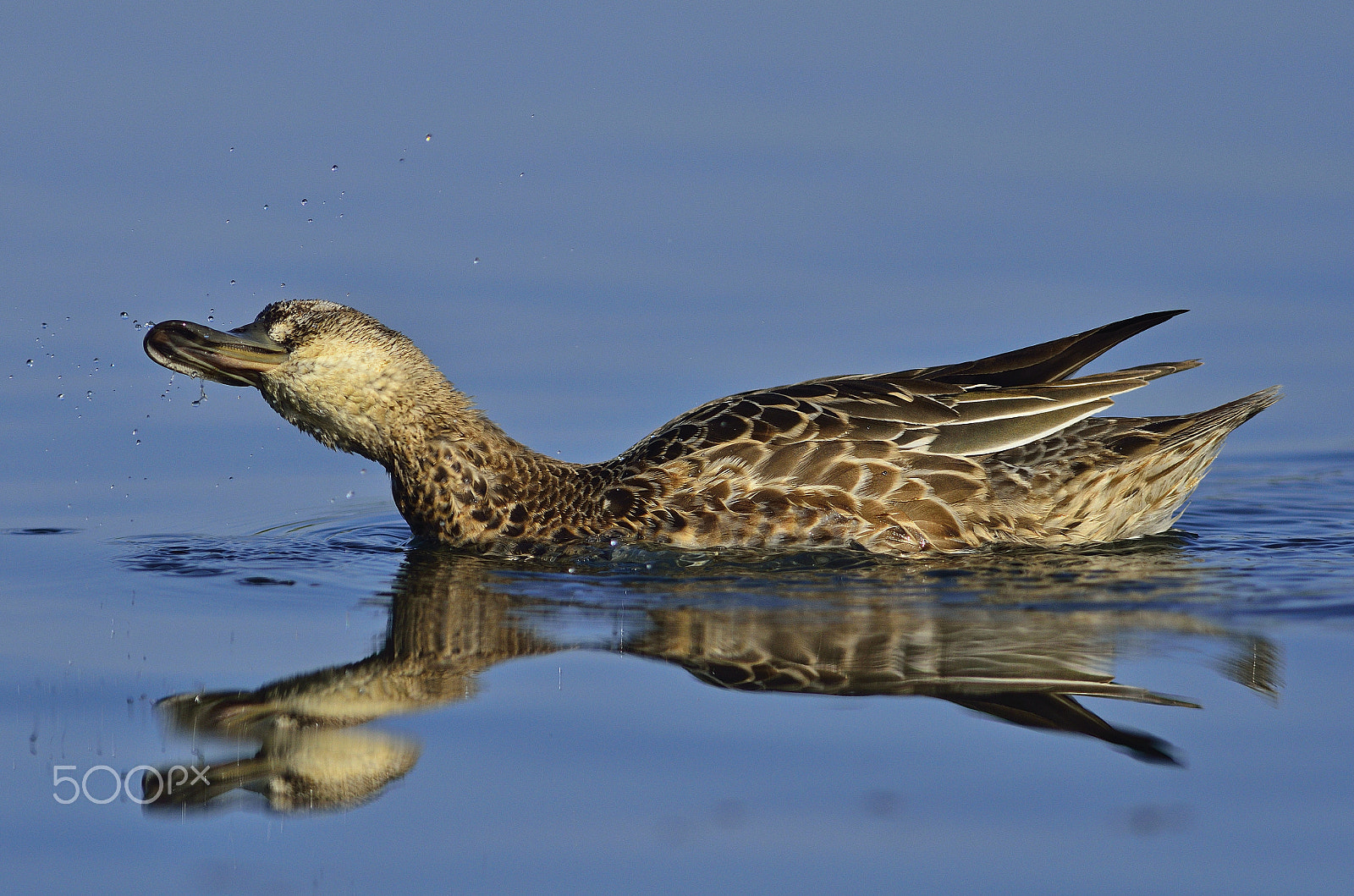 Nikon D7000 + Sigma 300mm F2.8 APO EX DG HSM sample photo. Splash!!! photography