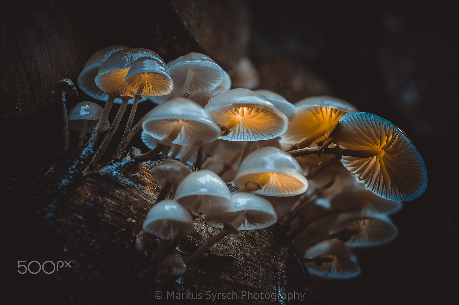 Sony Alpha DSLR-A350 sample photo. Glowing mushrooms part ii photography
