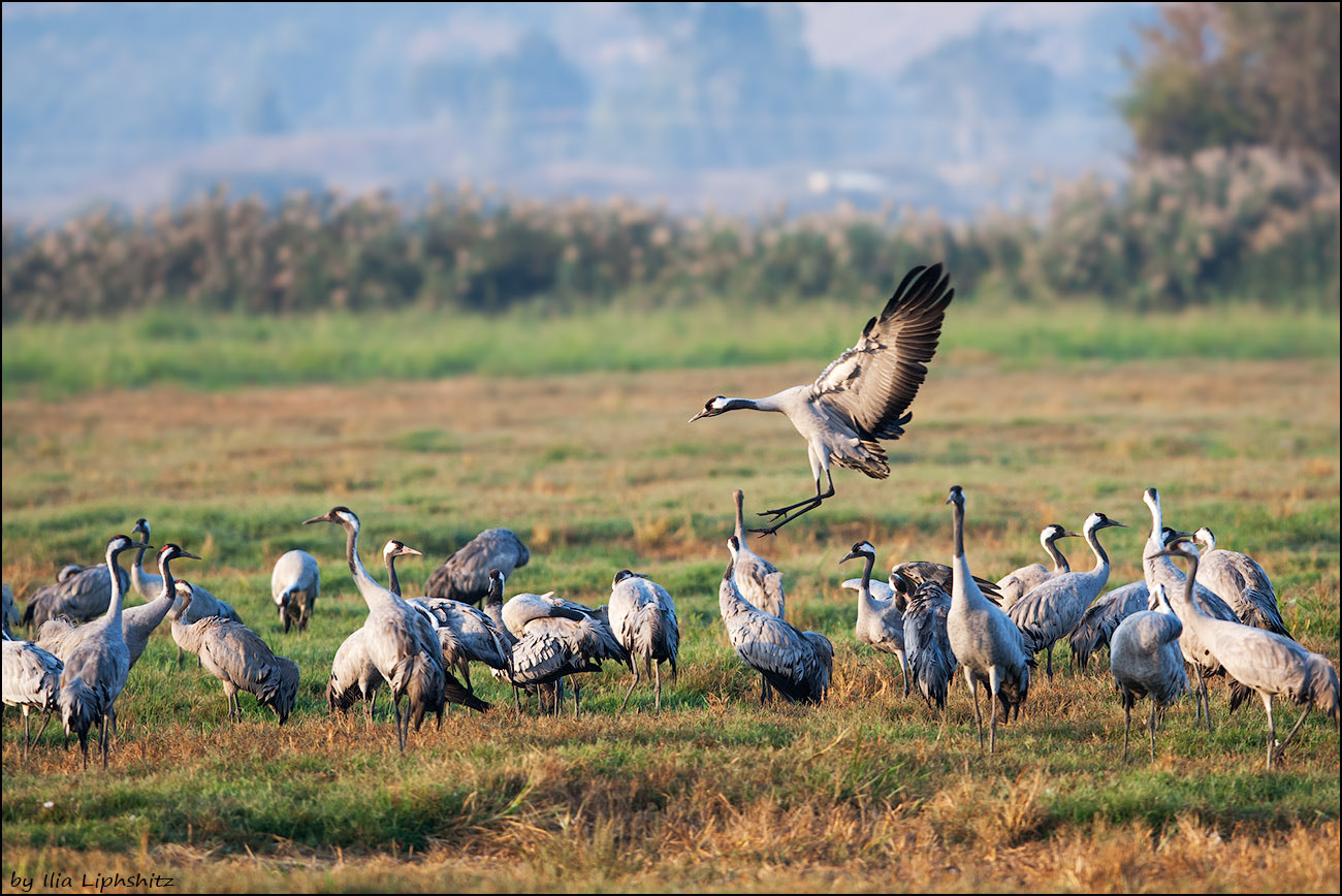 Canon EOS-1D Mark III + Canon EF 300mm F2.8L IS USM sample photo. Morning cranes №19 photography