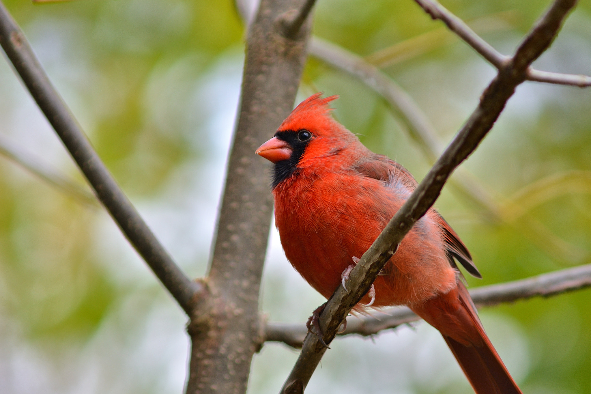 AF Zoom-Nikkor 75-300mm f/4.5-5.6 sample photo. Grumpy male cardinal photography