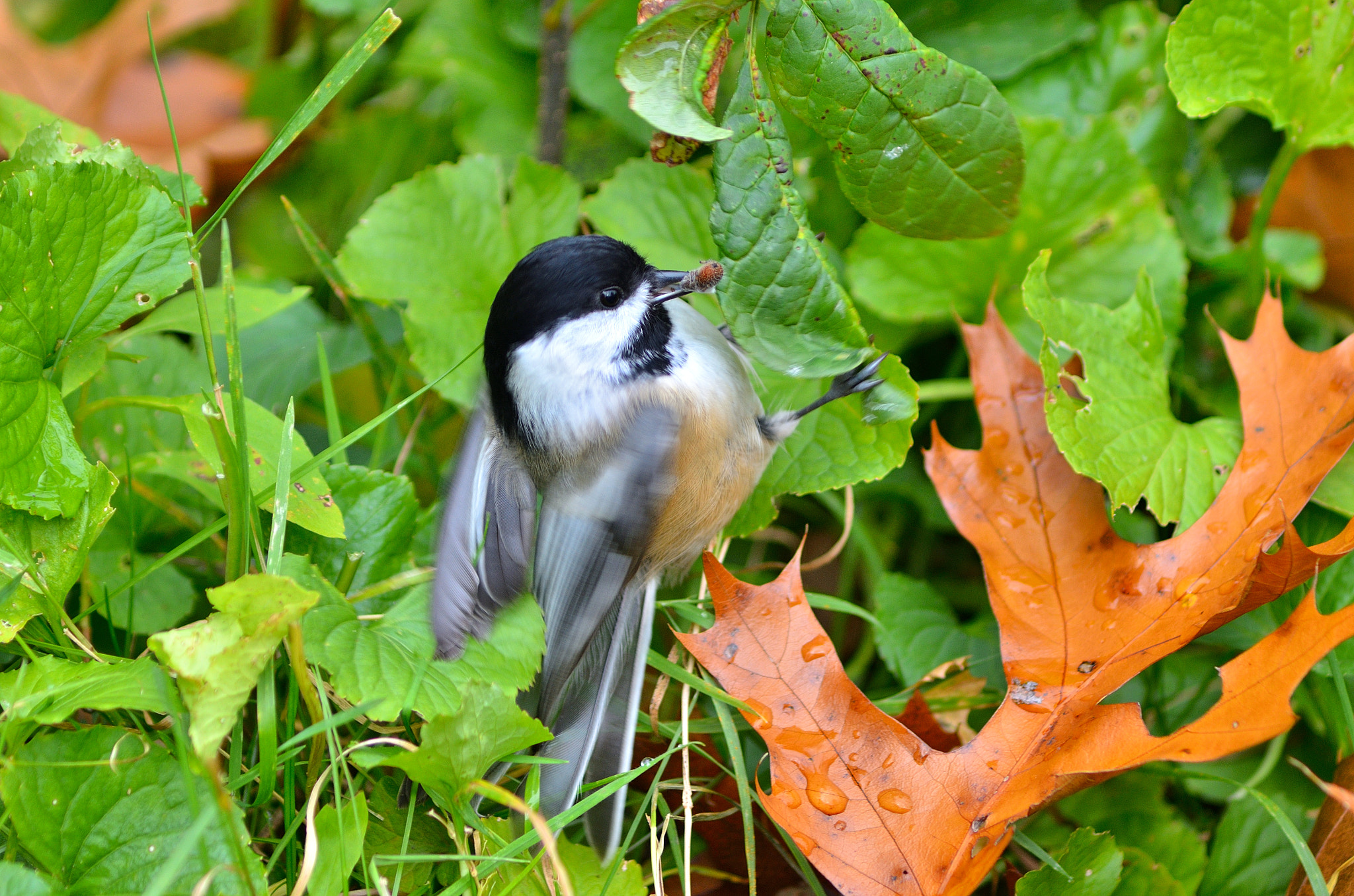 AF Zoom-Nikkor 75-300mm f/4.5-5.6 sample photo. Chickadee feeding in flight photography