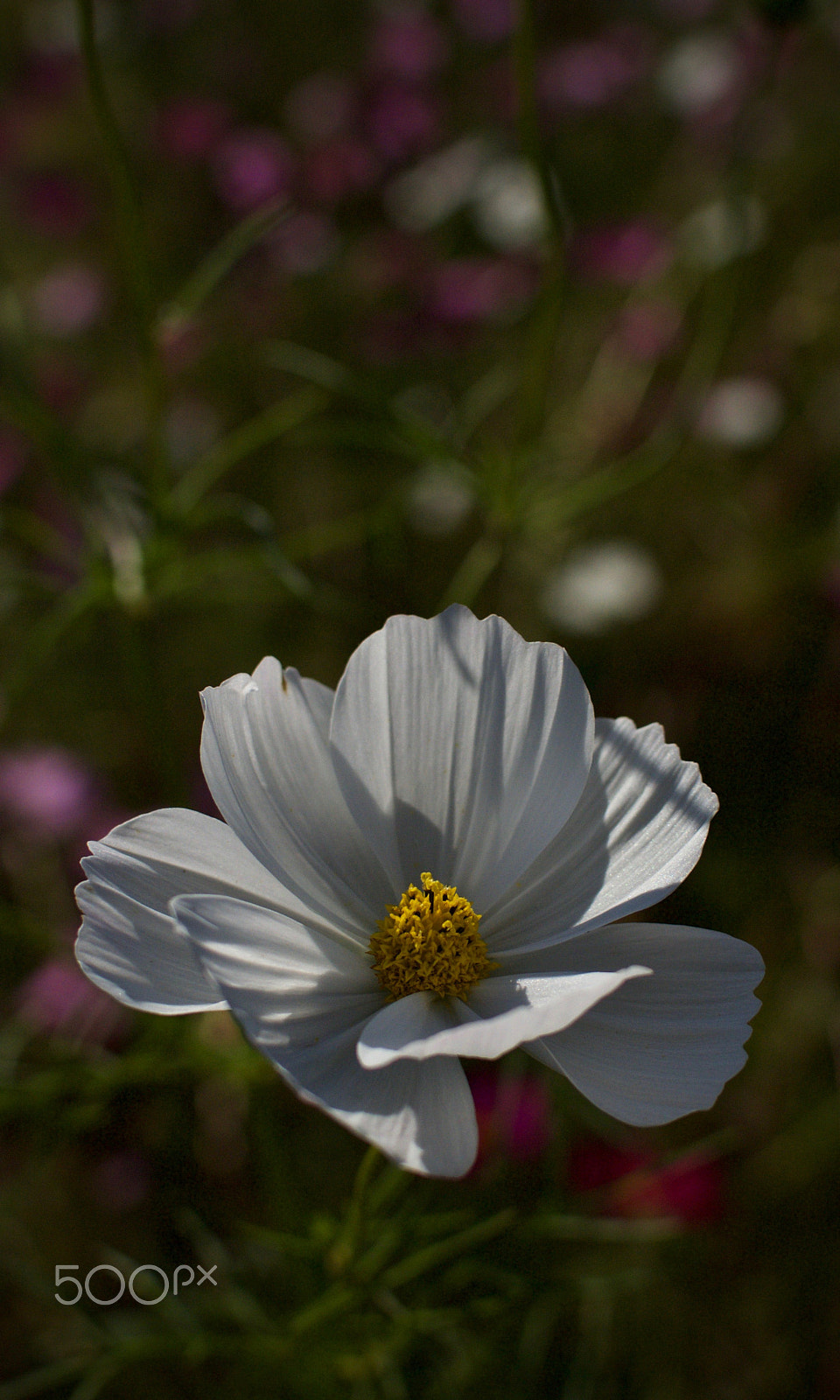 Nikon 1 J2 sample photo. Cosmos photography