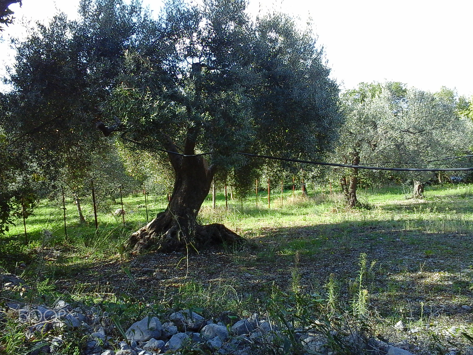 Samsung GT-S7390 sample photo. Il grande albero di olivo photography