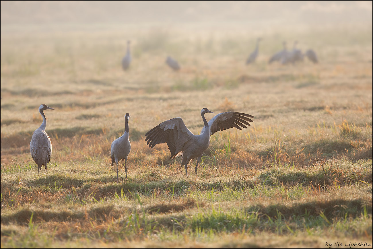 Canon EOS-1D Mark III + Canon EF 300mm F2.8L IS USM sample photo. Morning cranes №20 photography