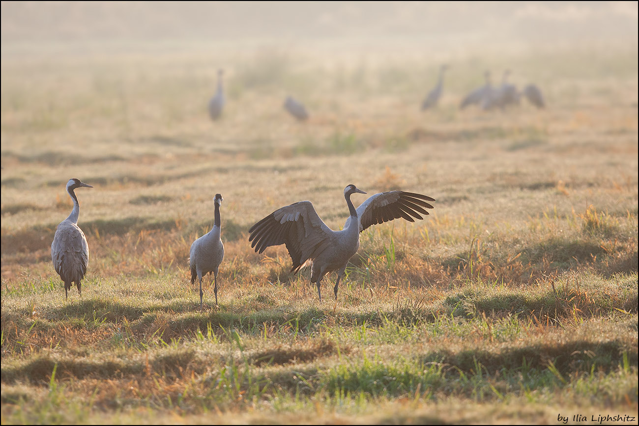 Canon EF 300mm F2.8L IS USM sample photo. Morning cranes №20 photography